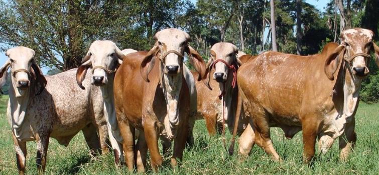 Agro-Divinaexpo começa amanhã