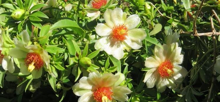 Divinópolis sedia Encontro Mineiro de Plantas Medicinais em janeiro